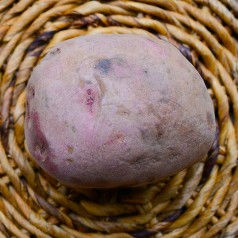 Organic Norland dark red potato seed from SeedsNow-Potatoes, showing round mid-season potato with smooth skin and vibrant color.