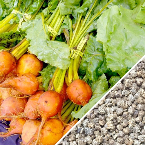 Golden Detroit beets with green leaves alongside Beet - Detroit seeds close-up