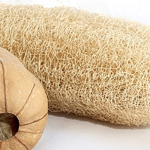 Luffa gourd seeds from SeedsNow, showing small, brown seeds used for growing luffa sponges and gourds.