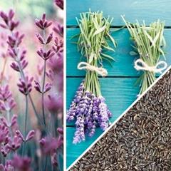 Medium image of lavender seeds from SeedsNow-SeedBanks, part of the All-in-One Mosquito Repellent Garden Variety Pack for pest control.
