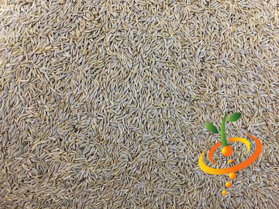 Fresh Blonde de Paris lettuce seeds from SeedsNow, showcasing vibrant green seed packets for growing crisp lettuce.