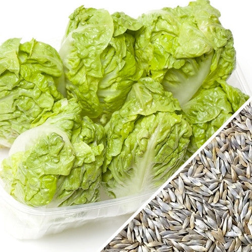 Little Gem lettuce seeds from SeedsNow, showing fresh green seed packets for growing crisp, tender lettuce at home.