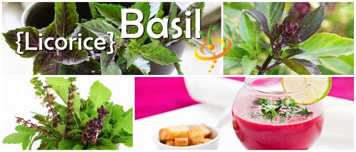 Fresh basil plant with Licorice seeds from SeedsNow, showcasing vibrant green leaves and seed packets for herbal gardening.