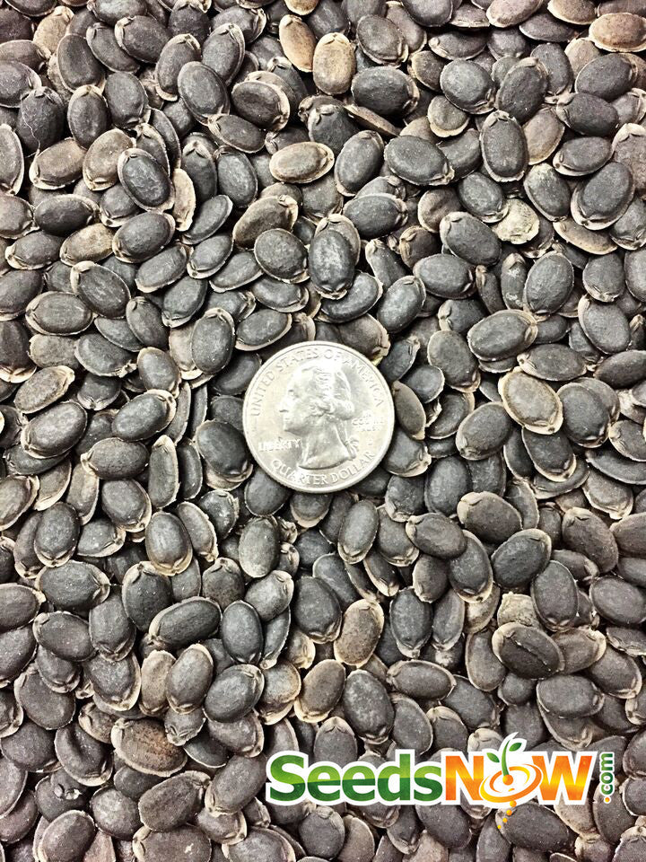 Luffa gourd seeds from SeedsNow, heirloom, non-hybrid, non-GMO, ideal for growing luffa sponges and gourds.