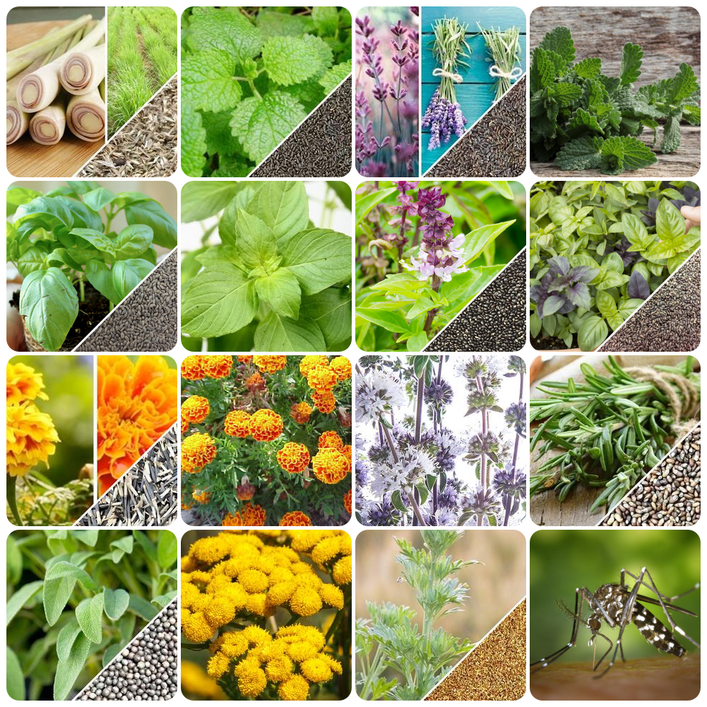 All-in-One Mosquito Repellent Garden Variety Pack from SeedsNow-SeedBanks, featuring different plant seeds for natural mosquito control.