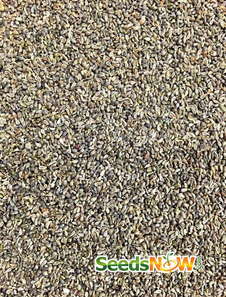 Rooted Hamburg parsley seeds from SeedsNow, showing fresh green parsley sprouts in a garden setting.