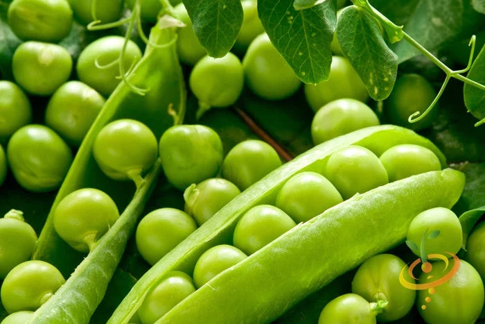 Alaska Early Pea seeds from SeedsNow, showing vibrant green pea pods and lush foliage on the plant.