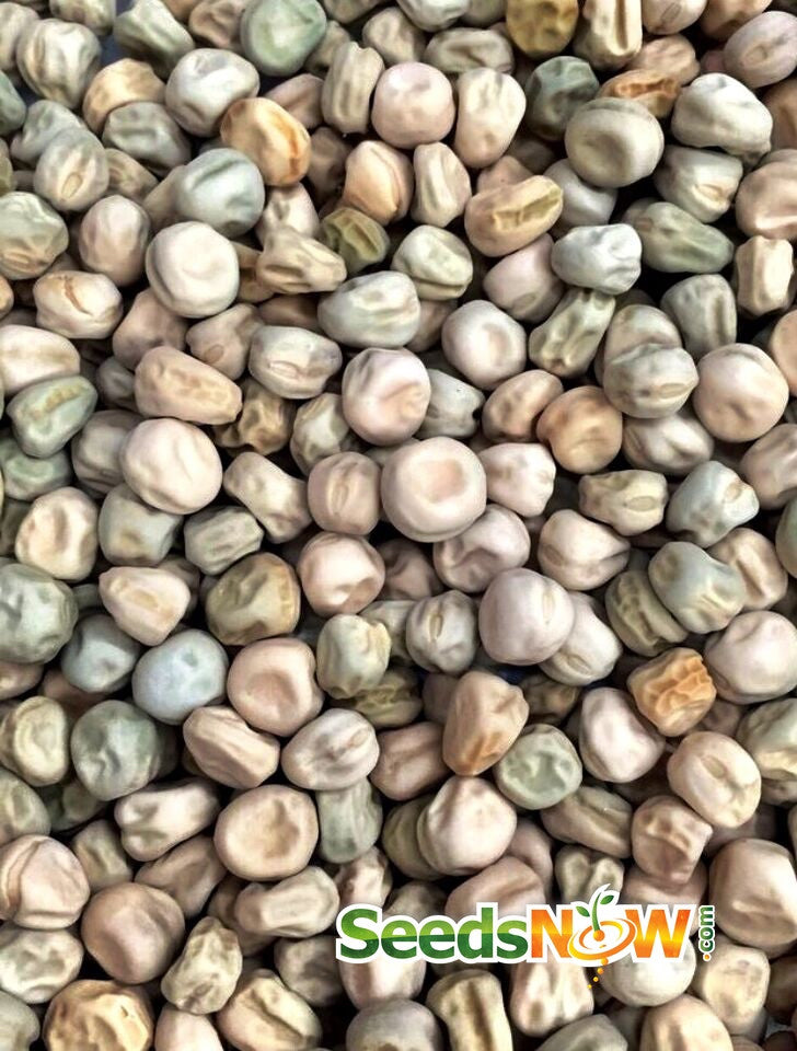 Oregon Giant snow pea seeds from SeedsNow, showing green pea pods and vibrant pea plants ready for planting.