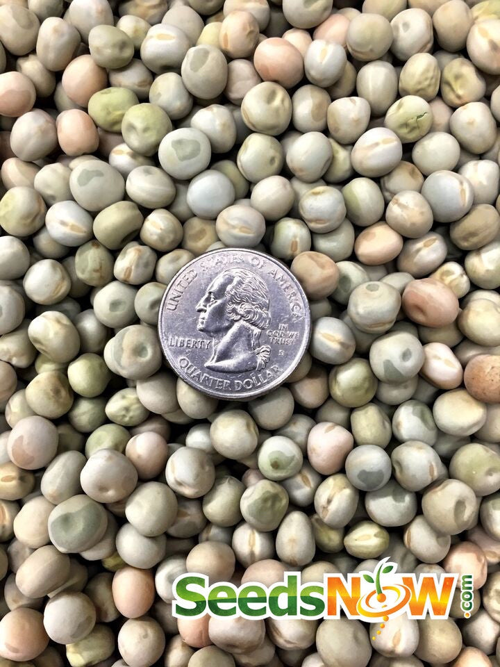 Close-up of Oregon Sugar Pod pea seeds with a US quarter for size comparison