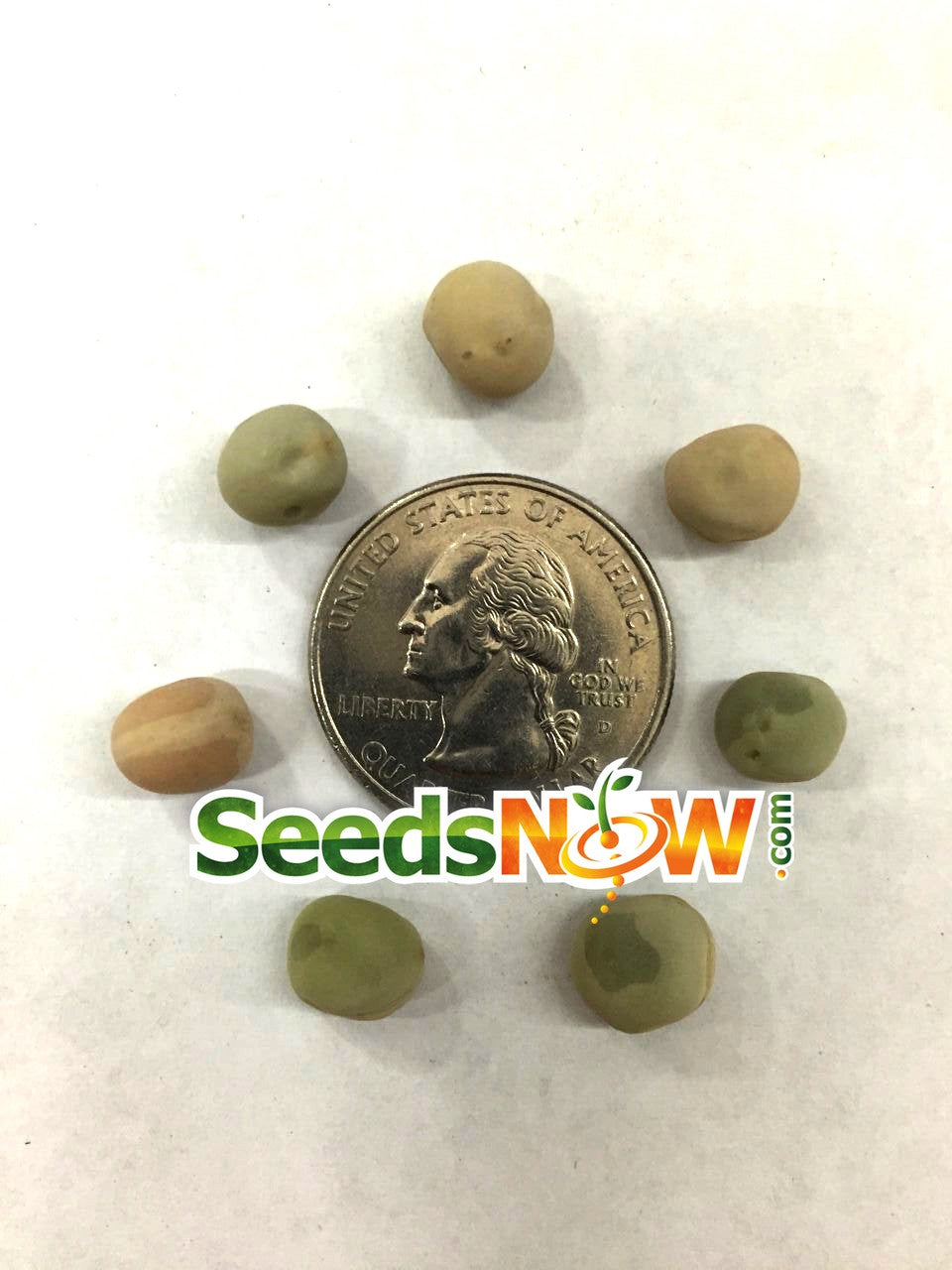 Close-up of Oregon Sugar Pod pea seeds arranged around a US quarter for size comparison, showing their varied light tan and green colors.