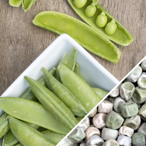 Close-up of Sugar Ann snap pea seeds from SeedsNow, showing small green seeds with a smooth surface.