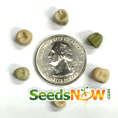 Pea Sugar Ann snap seeds from SeedsNow, fresh and vibrant pea seeds for planting or gardening.