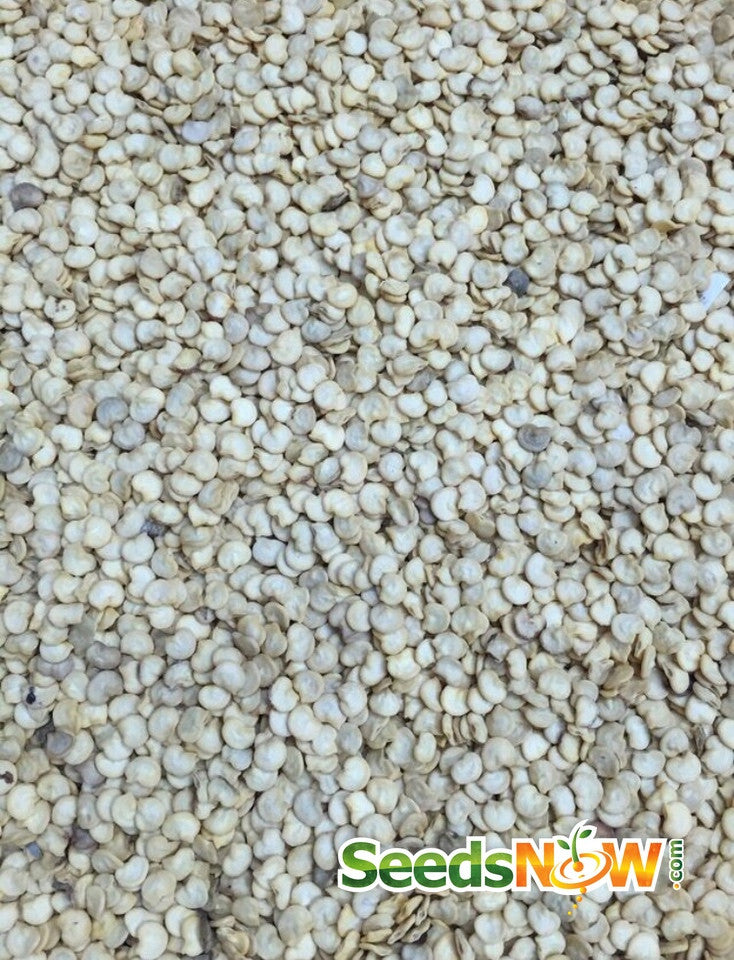 Pepper - Hungarian Hot Wax.