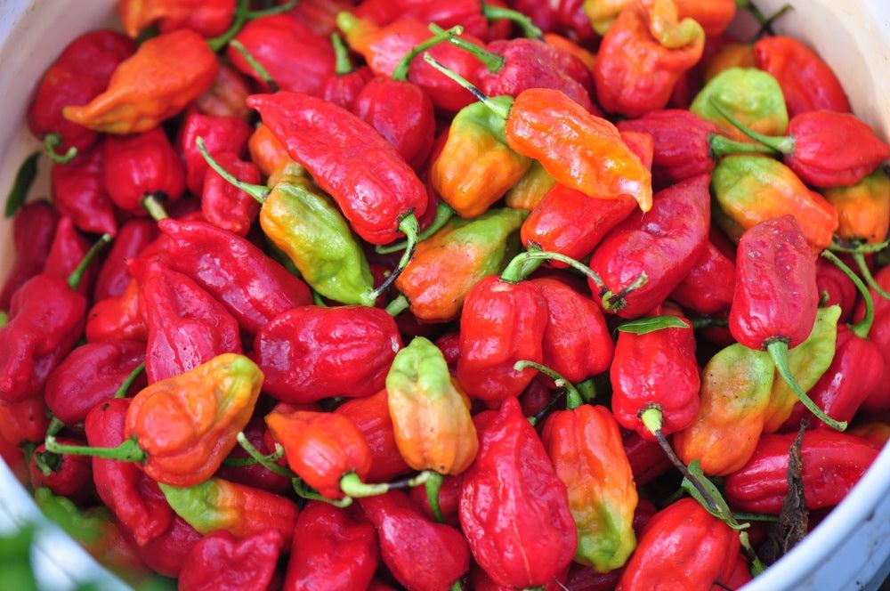 close-up of assorted colorful world's hottest peppers in a bowl