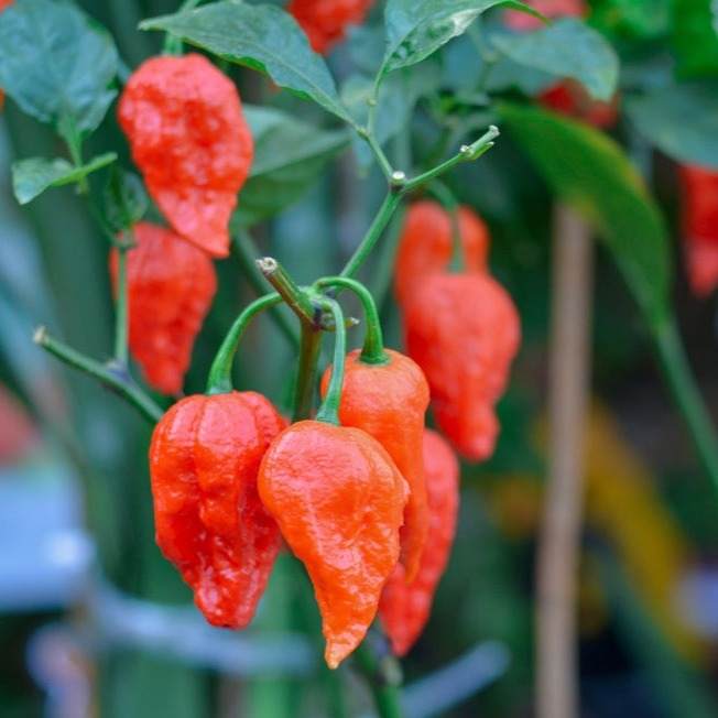 Close-up of bright orange ghost chili peppers hanging on plant, world's hottest peppers variety pack