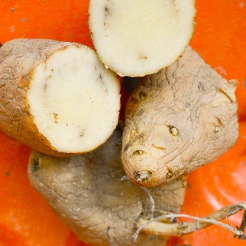 Organic Russian Banana fingerling potato seed from SeedsNow-Potatoes, showing elongated yellow-tan heirloom potatoes with smooth skin.