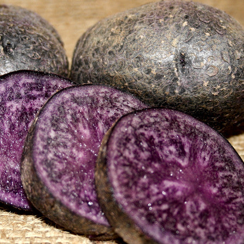 Organic Purple Majesty potato seed, mid-season variety, showing purple round potatoes with smooth skin and vibrant color.