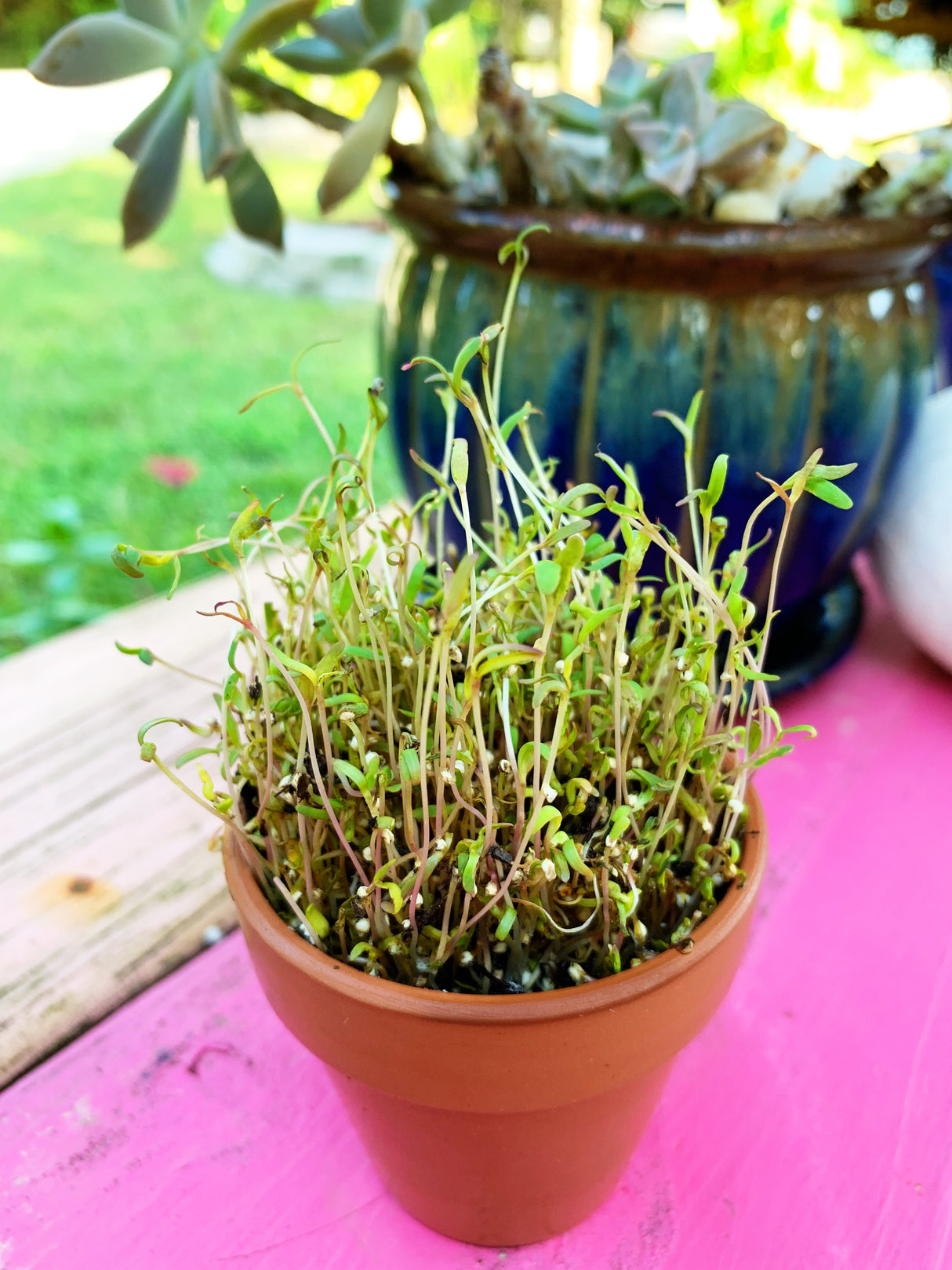 Fresh quinoa seeds for sprouts and microgreens from SeedsNow, shown in a close-up image with vibrant green quinoa microgreens.
