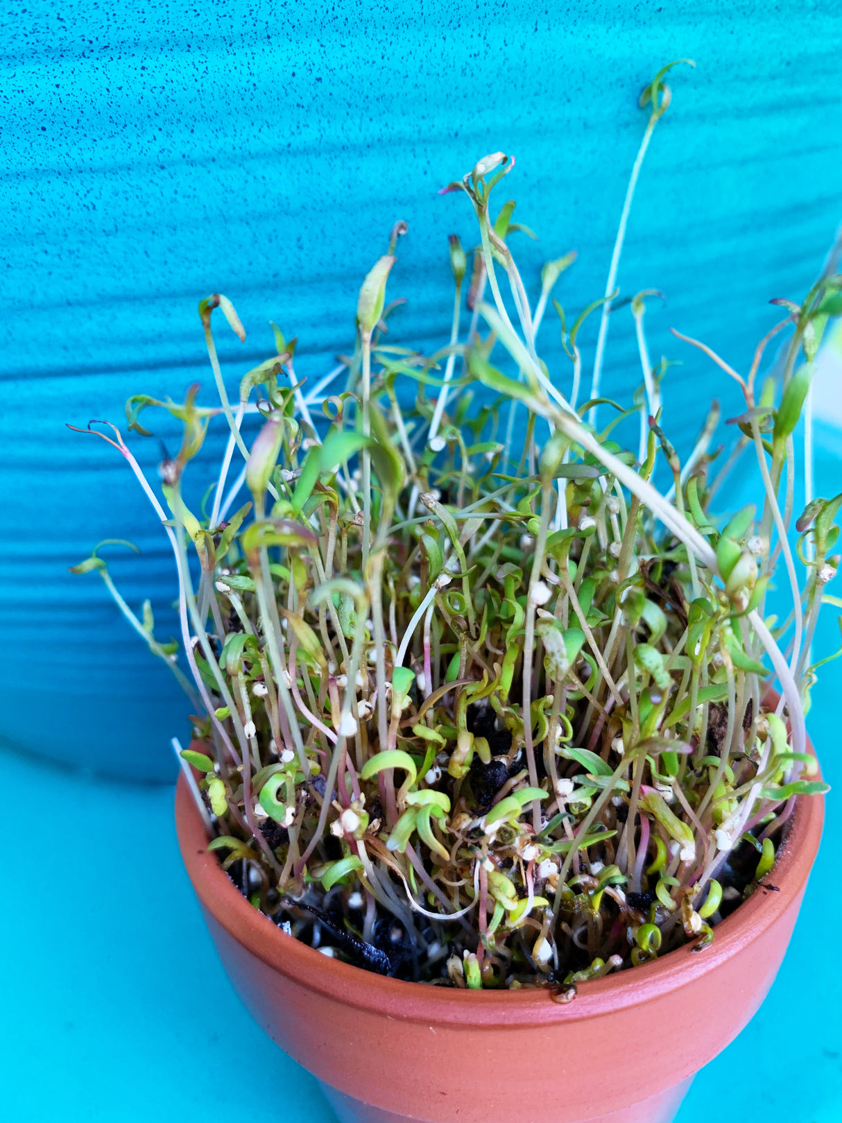 Fresh quinoa seeds for sprouts and microgreens from SeedsNow, shown in a close-up of the tiny, beige seeds in a container.