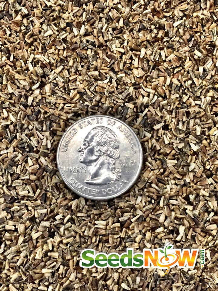 Radicchio classic red seeds with US quarter for size comparison