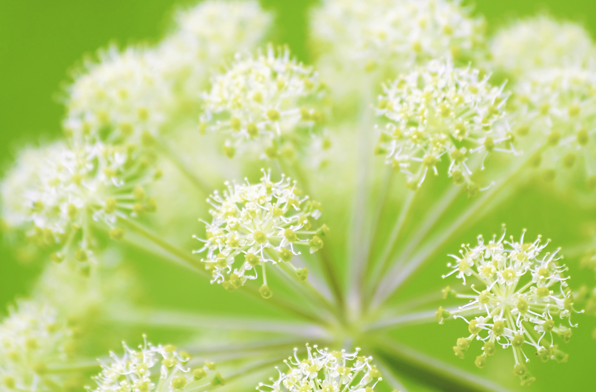 Angelica (Wild Celery) seeds from SeedsNow, showing small dried seed clusters for planting and herbal use.