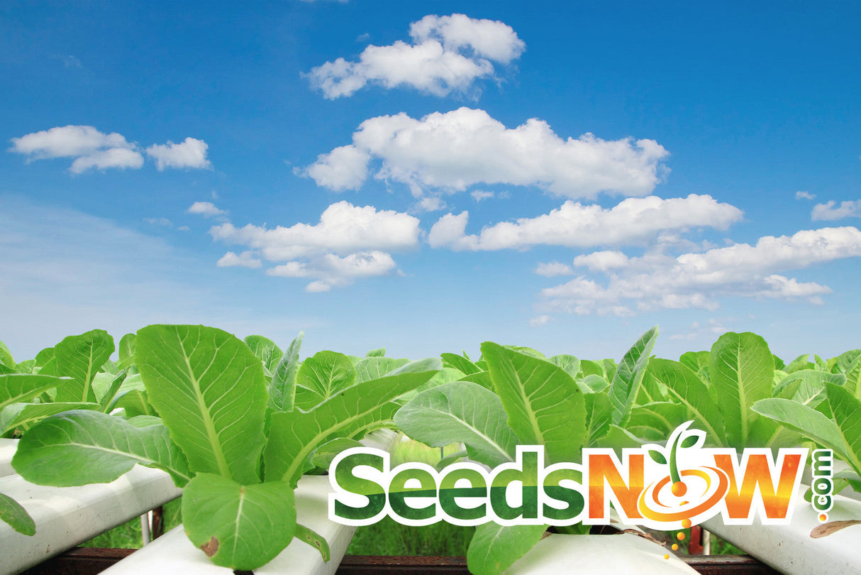 Assorted hydroponic greens variety pack from SeedsNow-SeedBanks, featuring fresh, vibrant leafy greens in a colorful display.