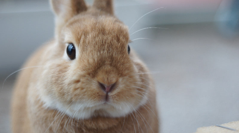All-in-One Bunny Garden Variety Pack of seeds from SeedsNow-SeedBanks, featuring a colorful assortment of bunny-friendly garden seed varieties.