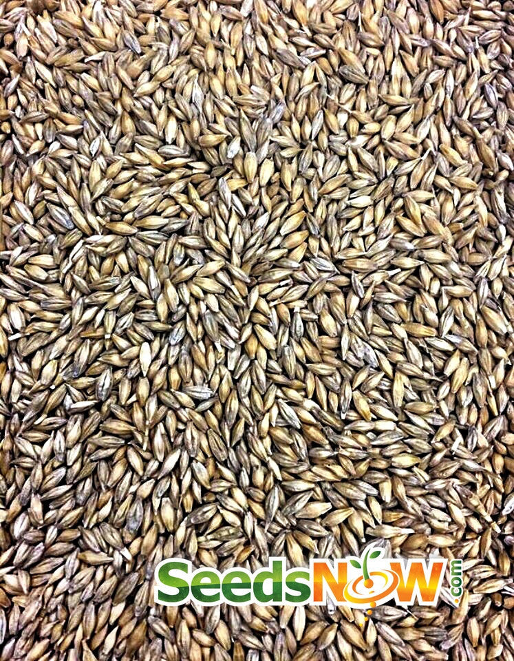 Fresh barley grass microgreens growing from SeedsNow sprout seeds, vibrant green sprouts ready for harvest and consumption.