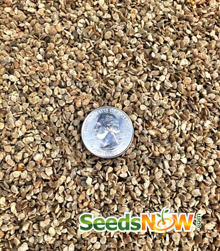 Heirloom Rainbow Mix indeterminate tomato seeds from SeedsNow, showing colorful tomato seed packets with vibrant illustrations.