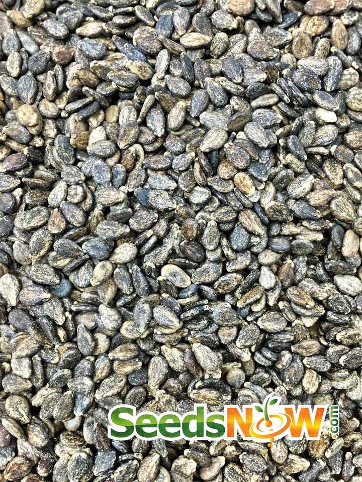Close-up of All Sweet Watermelon seeds for planting large, sweet watermelons