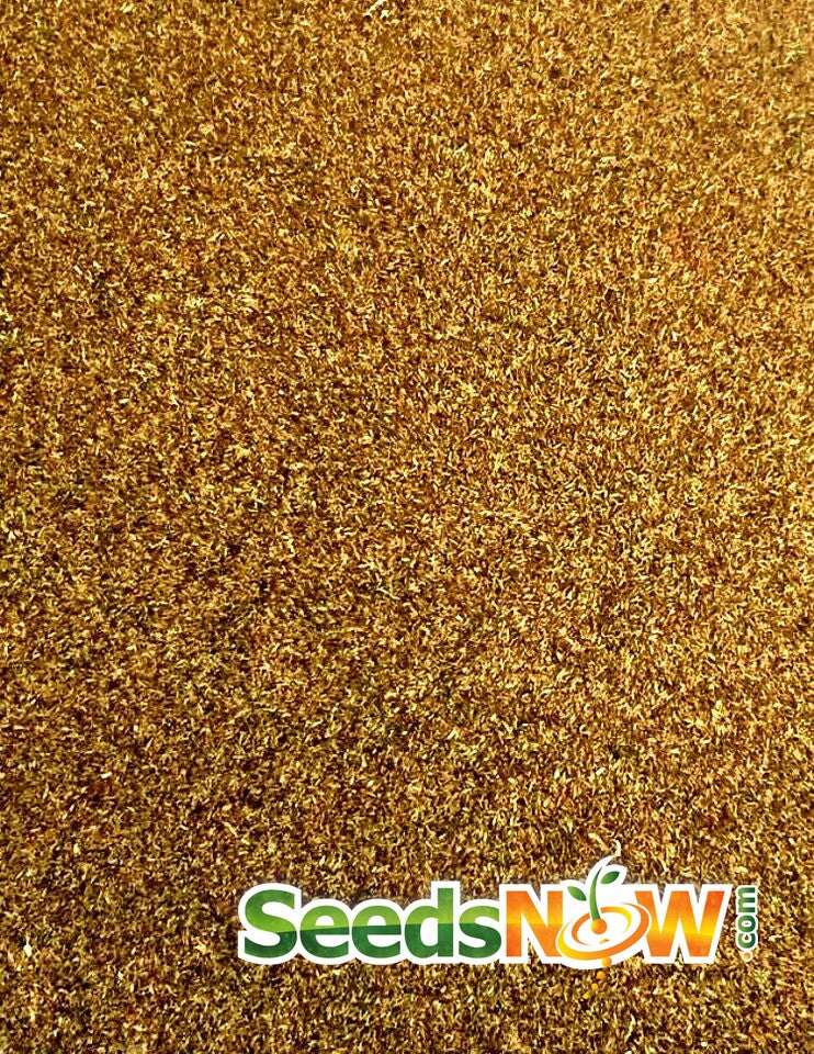 Close-up of natural wormwood seeds spread evenly with SeedsNow.com logo