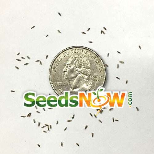 Close-up of tiny yarrow seeds next to a US quarter for size comparison with SeedsNow.com logo.
