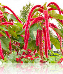 Red Garnet Amaranth seeds from SeedsNow, showing vibrant red grains in a close-up image suitable for planting or culinary use.