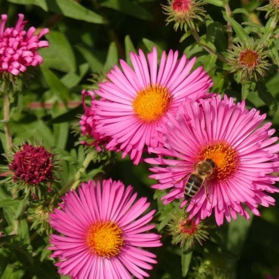 New England Aster Flower Seeds | Vibrant Michaelmas Daisy Blooms