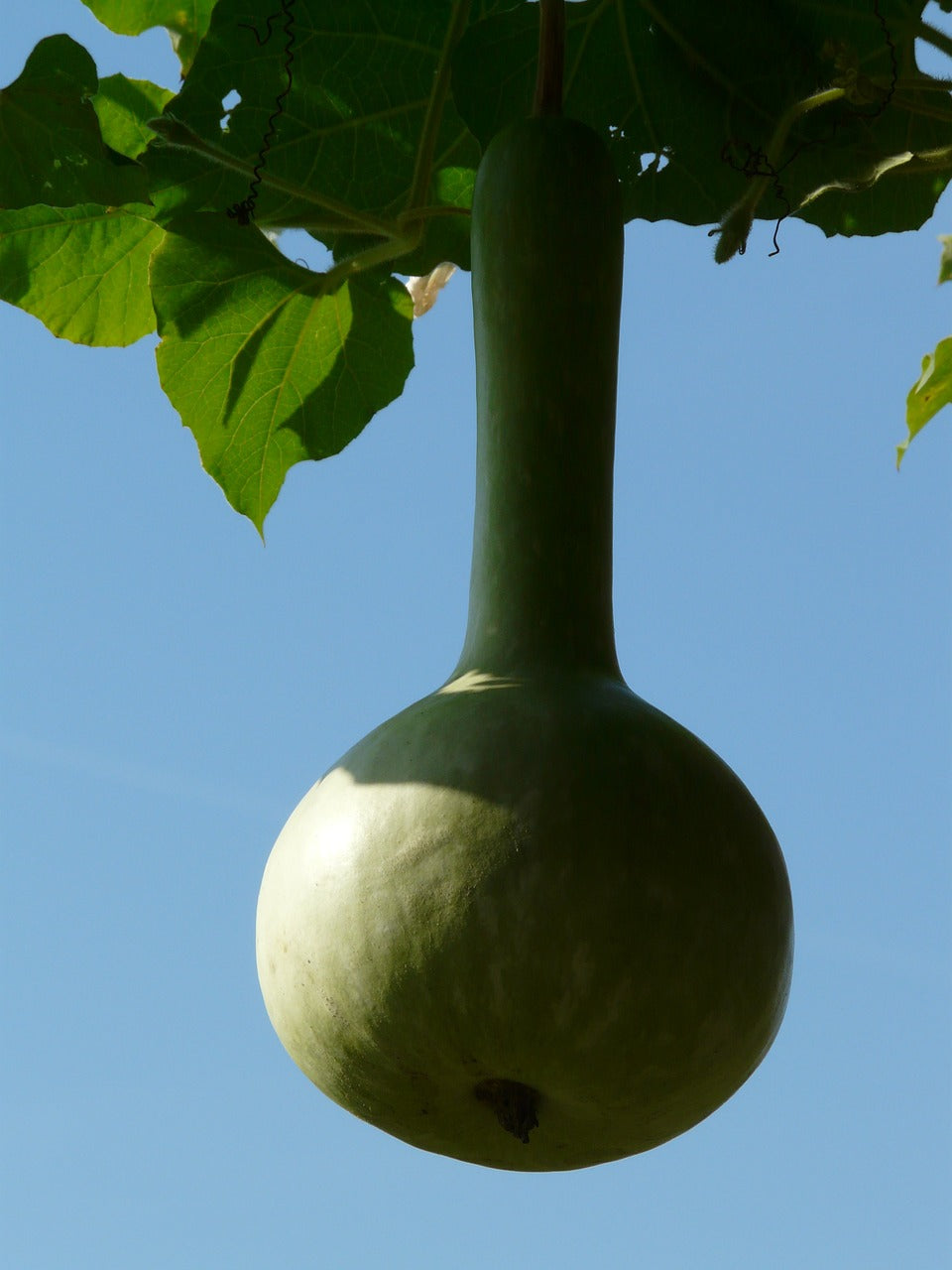 Bottle gourd with long handle Dipper seeds from SeedsNow, showing a fresh green gourd with a long, curved stem.