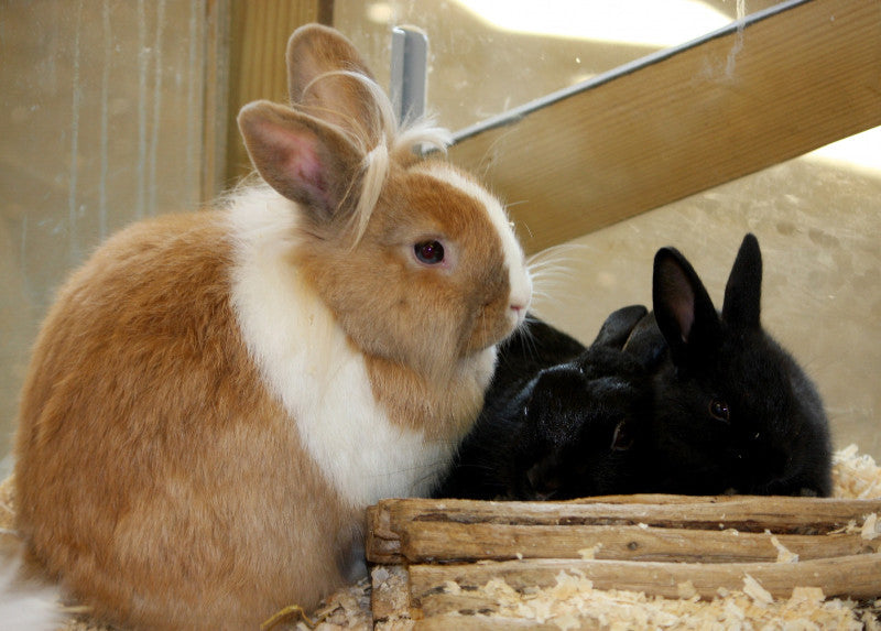 All-in-One Bunny Garden Variety Pack of seed varieties, featuring colorful bunny-themed packaging and multiple seed types for gardening.
