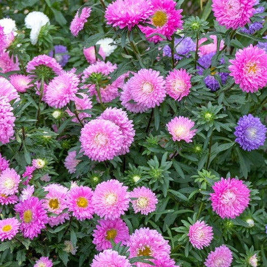 Aster Powderpuff Seeds - Vibrant Pastel China Aster Flowers for Gardens