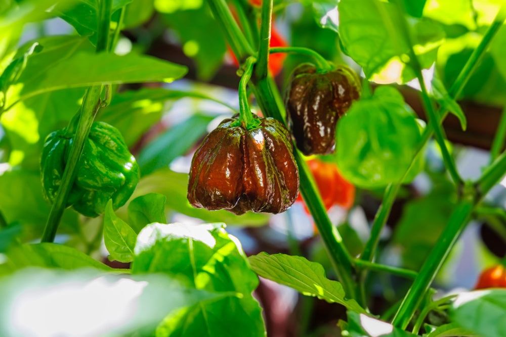 Close-up of world's hottest peppers growing on a green plant with brown and green ripe fruits in natural sunlight