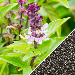 Medium image of SeedsNow-SeedBanks cinnamon basil seeds in a variety pack for garden mosquito repellent purposes.