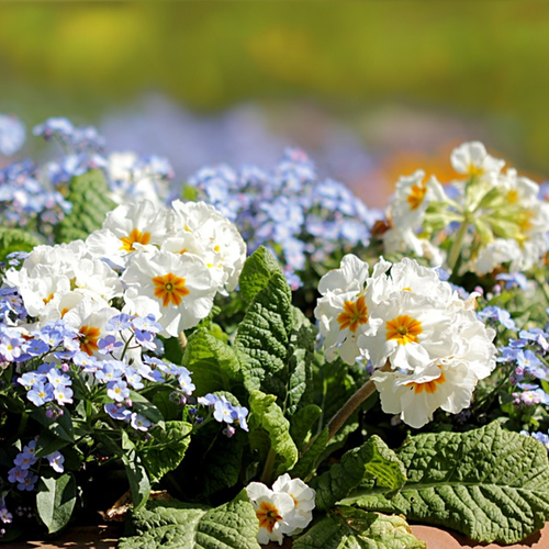 Buy Fragrant Flower Scatter Garden Wildflowers Seed Mix Online in USA