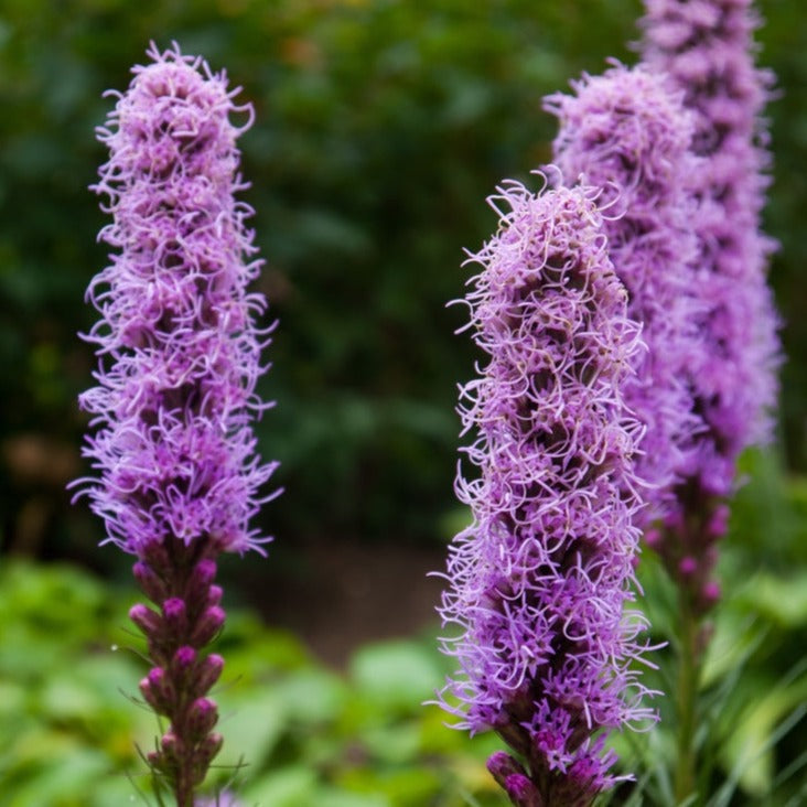 Blazing Star Gayfeather Flower seeds for sale online in the USA. Long, spiky, fluffy Perennial flower! Open-pollinated, USA-quality, Heirloom, organic seeds & more!