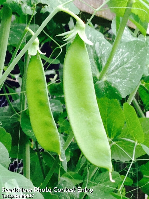 Close-up of Oregon Sugar Pod peas pods on vine with green leaves background