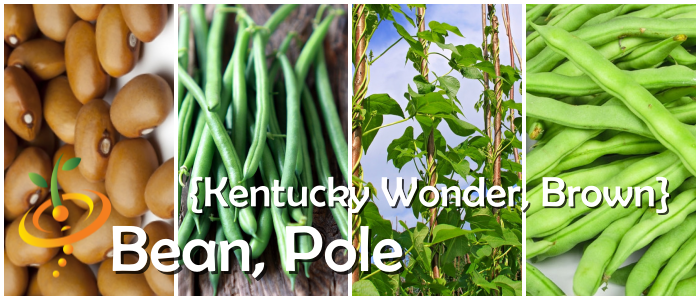 Kentucky Wonder Brown seeds with green pole bean pods and vine close-up