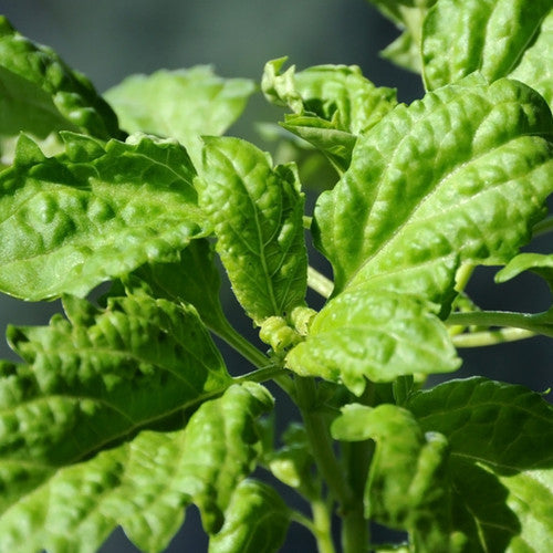 Buy Leaf Lettuce Basil seeds for sale online in the USA! Grow huge leaves!