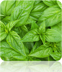 Lime basil seeds from SeedsNow, small green seeds used for planting fragrant lime-flavored basil in herb gardens.