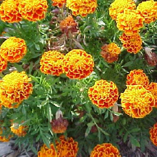 Marigold Sparky plant from SeedsNow All-in-One Mosquito Repellent Garden Variety Pack, showcasing vibrant marigold flowers.