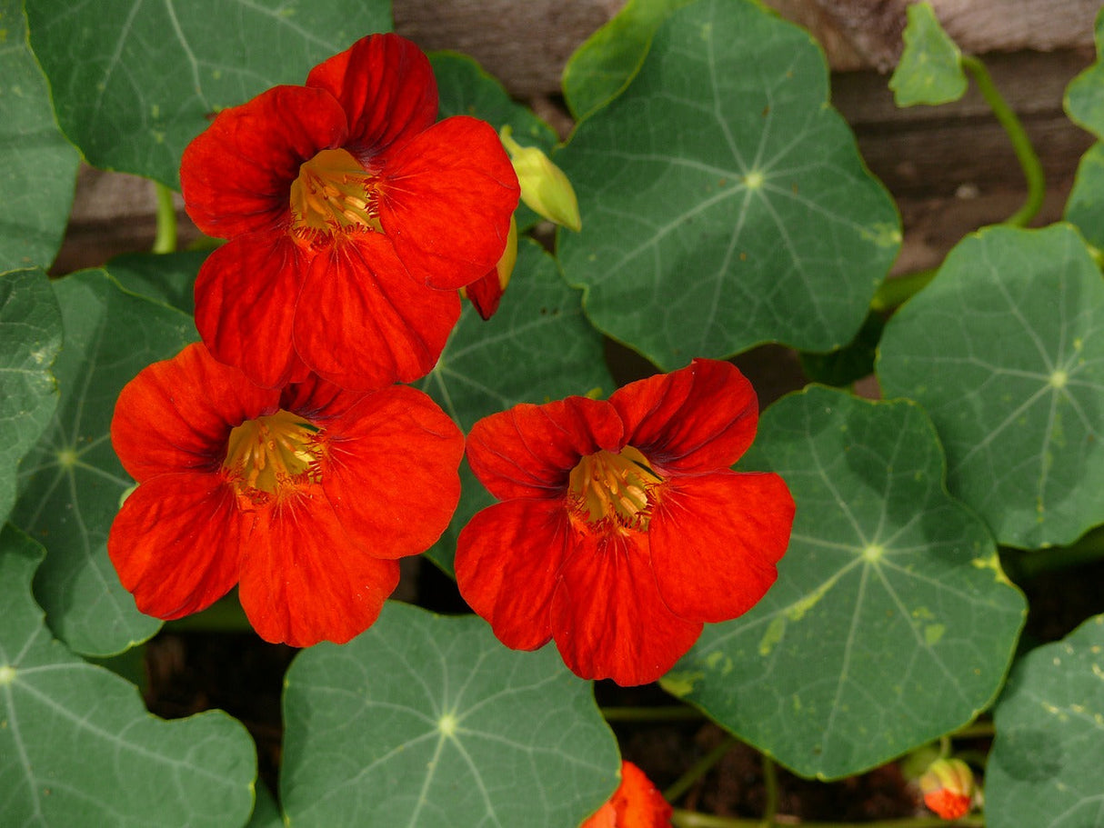 Bright yellow and orange Nasturtium Empress of India flower in full bloom, with vibrant green leaves and delicate petals.