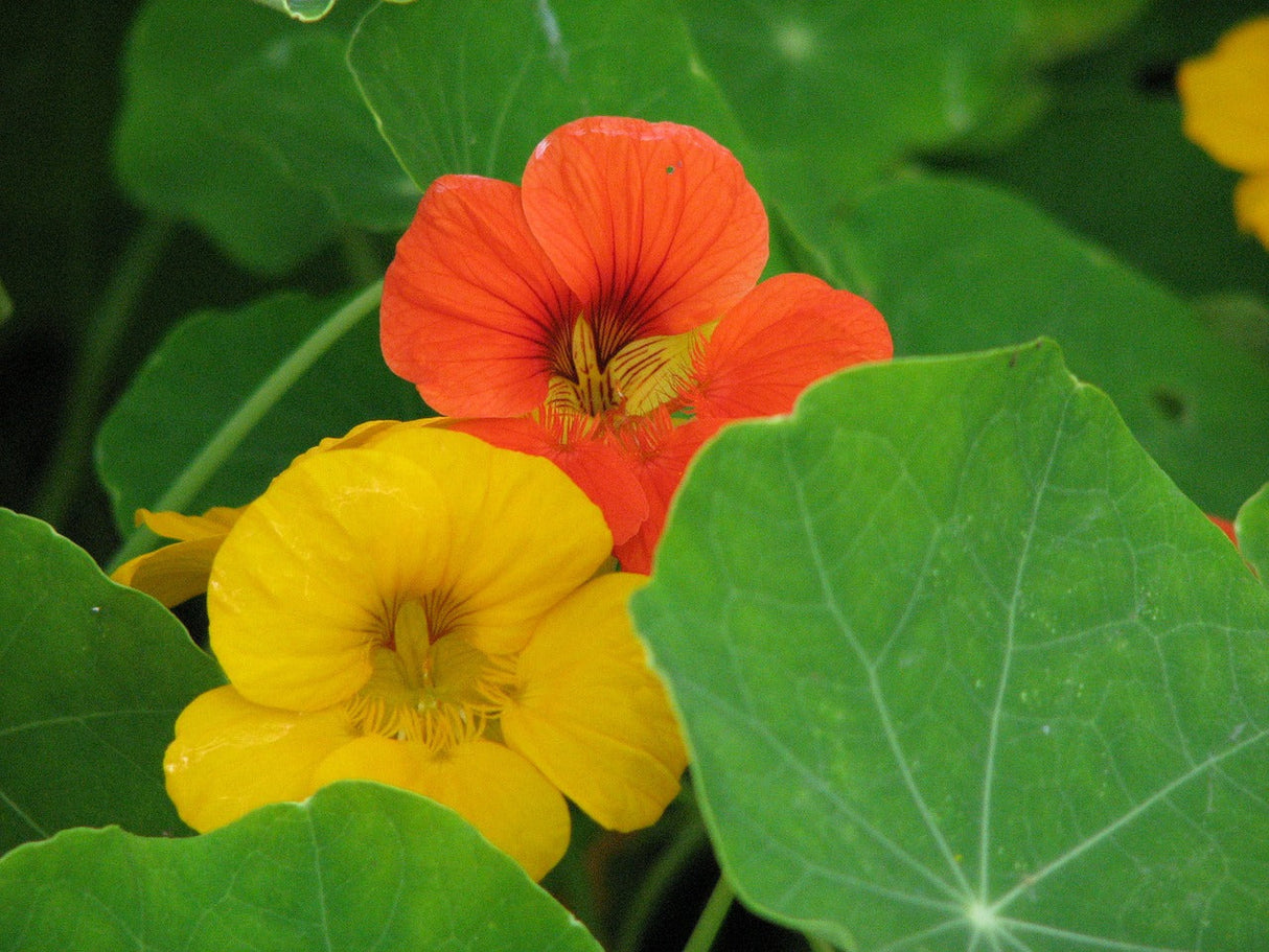 Dwarf Jewel Mix Nasturtium flower seeds from SeedsNow, showing colorful young plants with vibrant orange, red, and yellow blossoms.