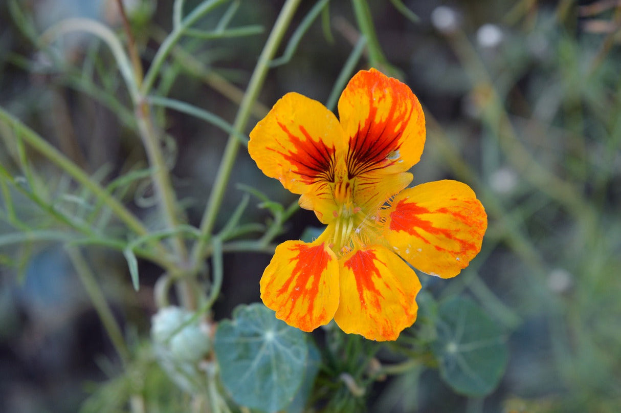 Bright orange and yellow Nasturtium Glorious Gleam flower blooms in a garden, showcasing vibrant, edible flowers with lush green leaves.