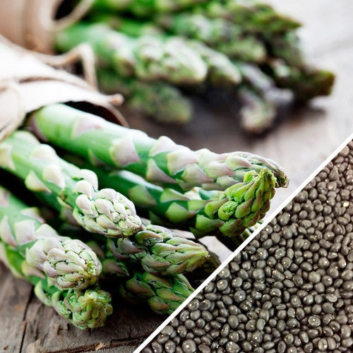 Non-GMO Mary Washington asparagus seeds from SeedsNow, fresh green asparagus seed packets for planting.